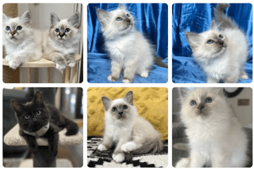 Available Soon Female Birman- Blue Point