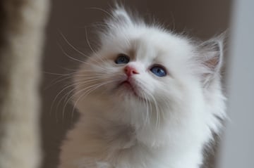 Vanitydoll Stefan 7 weeks Available Now Ragdoll blue bicolour kitten