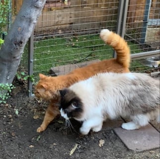 For Adoption Two beautiful boys! Ragdoll / Selkirk Rex 