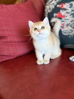 Available Now Golden British Shorthair Kitten