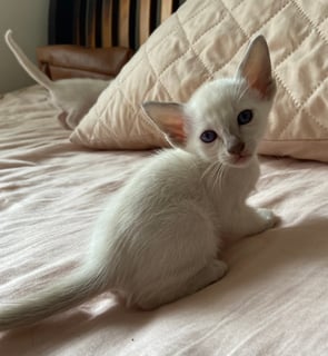 Available Soon ONLY ONE KITTEN LEFT- Pure bred Siamese Lilac Point Kittens