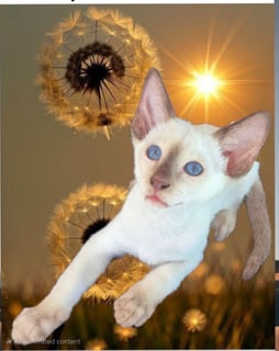 Available Now Siamese kittens 