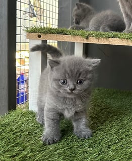 Available Soon British Shorthair - Pure Bred Blue Males 