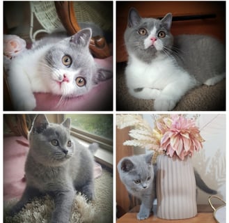 Available Now British shorthair kittens $1000..(Werribee)