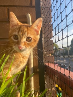 For Adoption Ramsay - Vocal Loving Ginger