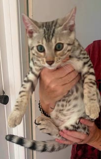 Available Now Pedigree Bengal kitten 