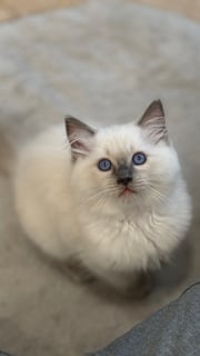 Available Now Pedigree Ragdoll kittens