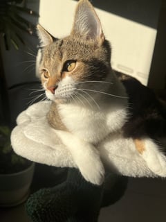 For Adoption Dorothy Golden - Cheeky Monkey