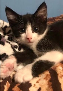 For Adoption Khaleesi - Chatty and Loyal