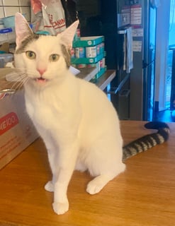 For Adoption Stellar Slinky - Long Boy