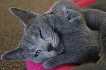 Azureblue Russian Blues Available Now Russian Blue Kittens