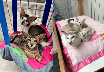 Carbonel Siamese & Orientals Kittens Available Soon Carbonel Siamese & Orientals - Kittens Available