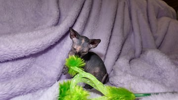 Available Now Sphynx cats - pedigree male and female available now