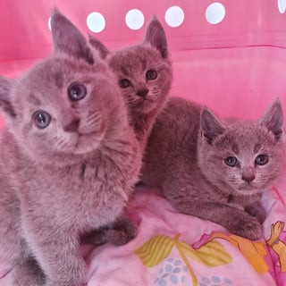 Available Now BLUEPRINT Pedigree Russian Blue Kittens