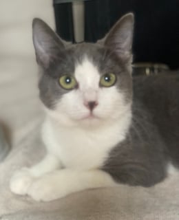 For Adoption Grumparella - Softest Fur