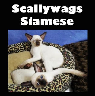 Scallywags Siamese Cats - Brisbane Available Now SIAMESE KITTENS