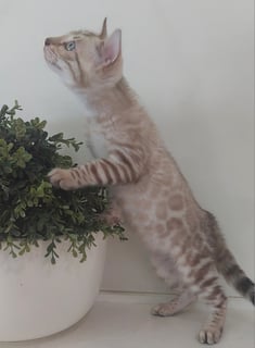 Available Soon Bengal Snow Lynx kitten 