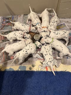 Available Now Dalmatian Puppies 