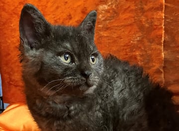 For Adoption Black Selkirk Rex Kitten