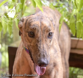 For Adoption Tilly (Harra's Tilly)