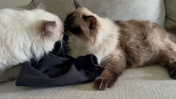 For Adoption Seal Point Ragdoll 