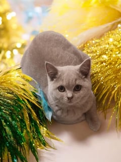 Available Now Beautiful British Shorthair kittens