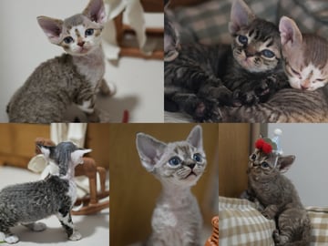 Available Now Pedigree Devon Rex Kittens (sold)