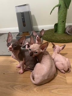 Available Soon Sphynx kittens 