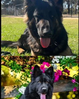 Available Now GERMAN SHEPHERD PUPPIES 