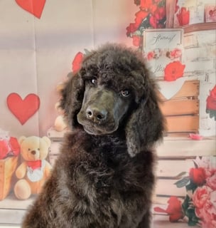 Available Now Poodle Puppies