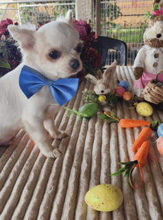 Available Now 4 long coat white Chihuahuas 