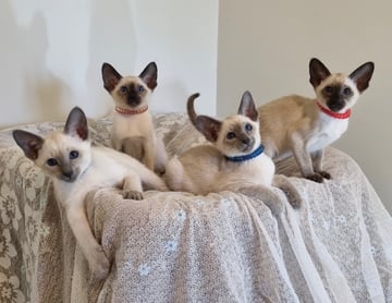 Available Now Pedigree Registered SIAMESE kittens