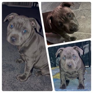 Available Now Blue Staffordshire Bull Terrier (English Staffy) Pups