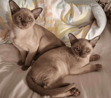 Available Now Tonkinese Kittens