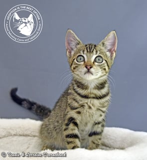 For Adoption Millicent