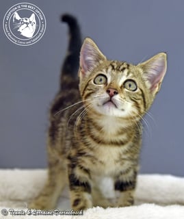 For Adoption Miles
