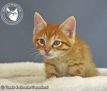 For Adoption Cheeto