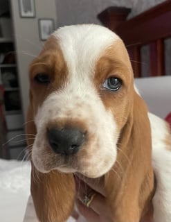Available Now Basset Hound Puppies available 7Th of June
