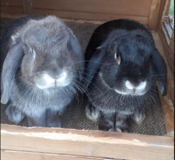 Available Now Dwarf Lop Doe Pair