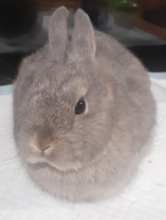 Available Now Netherland Dwarf