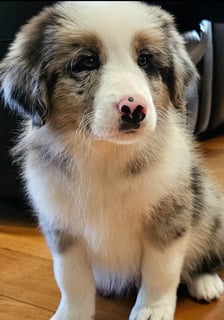 Available Now Pedigree Border Collie pup