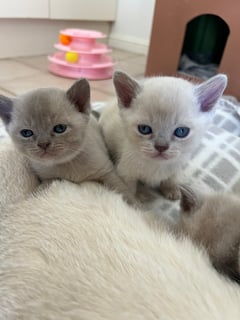 Available Soon Burmese kittens with pedigree papers