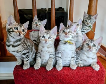 Available Now Kittens 