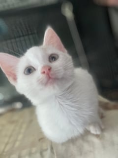 Available Now Ginger Kittens