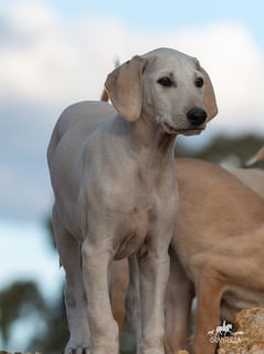 Available Now Sloughi Male Puppy