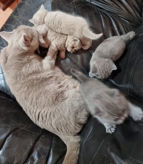 Available Now British Shorhair - 5 weeks old ready to see