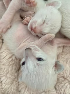 Available Soon Stunning Show Quality Pure Siamese Kittens 
