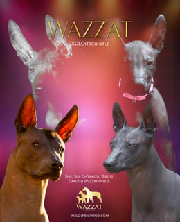 Available Now Standard Xolo Puppies