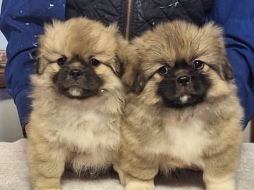 Available Now Tibetan Spaniel Puppies