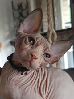 Available Now Sphynx kitties 